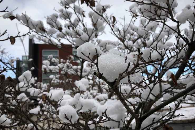 snow-cotton-marywood